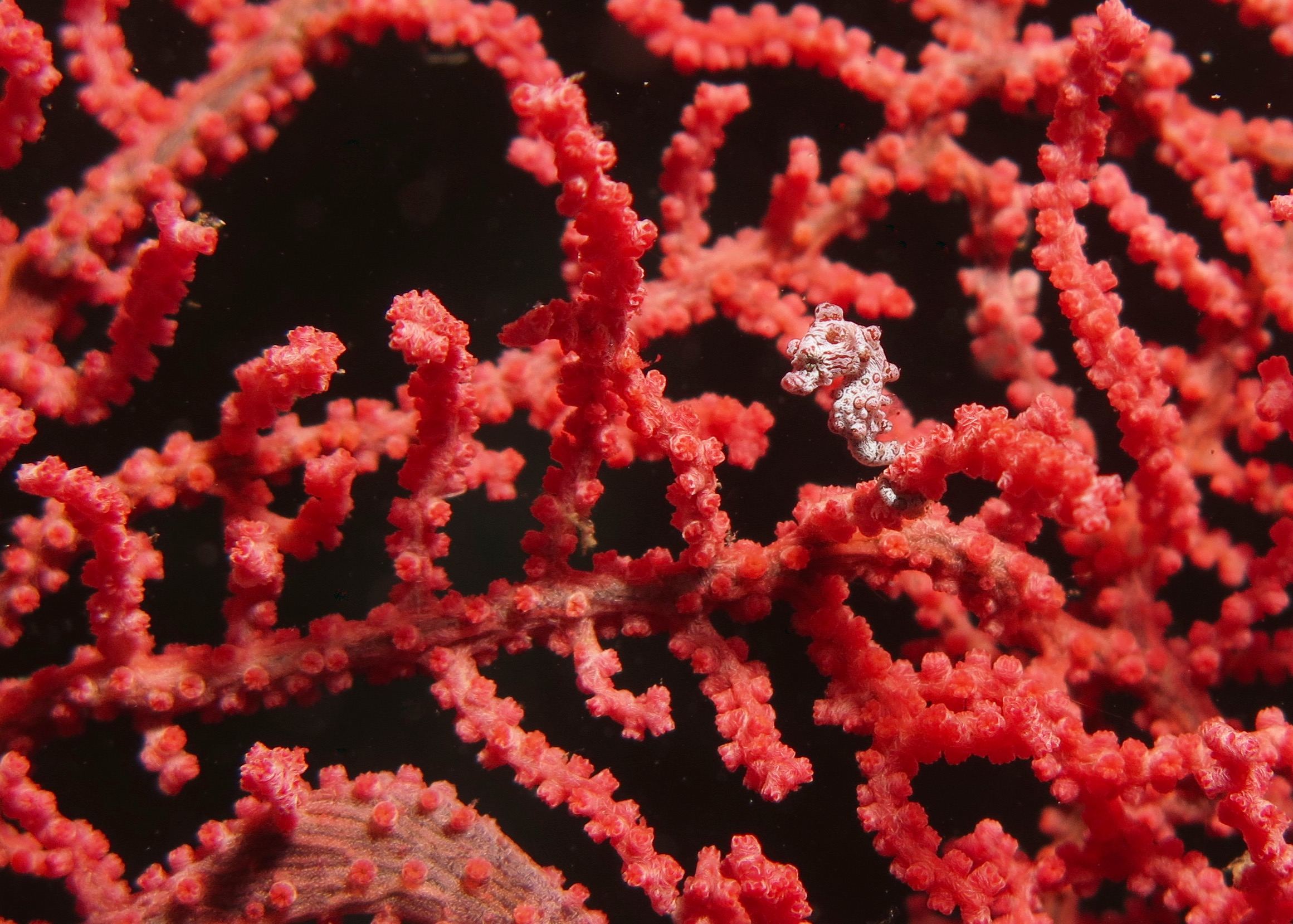 Tenacious Pygmy Seahorse