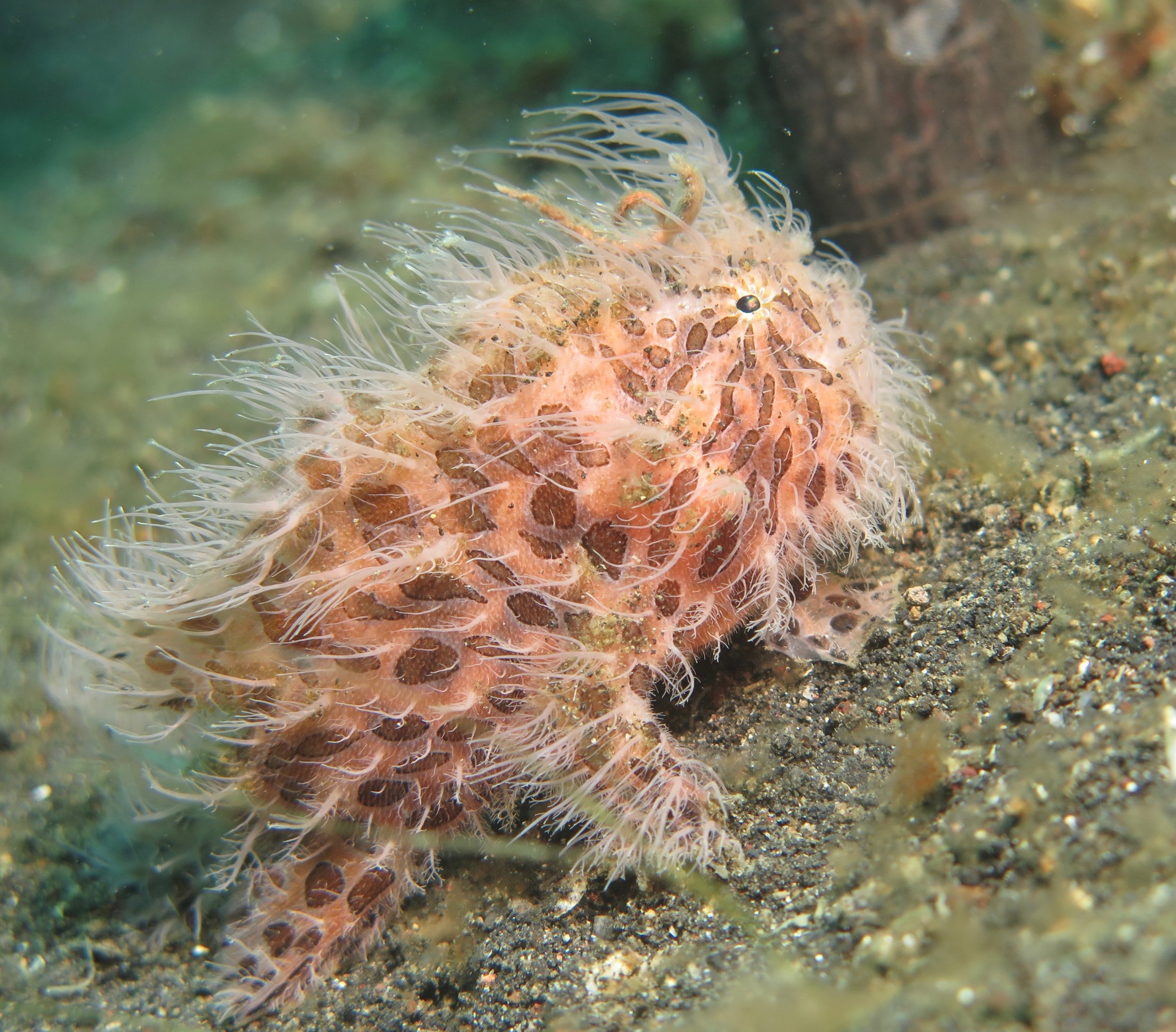 Hairy Hairy Frogfish 