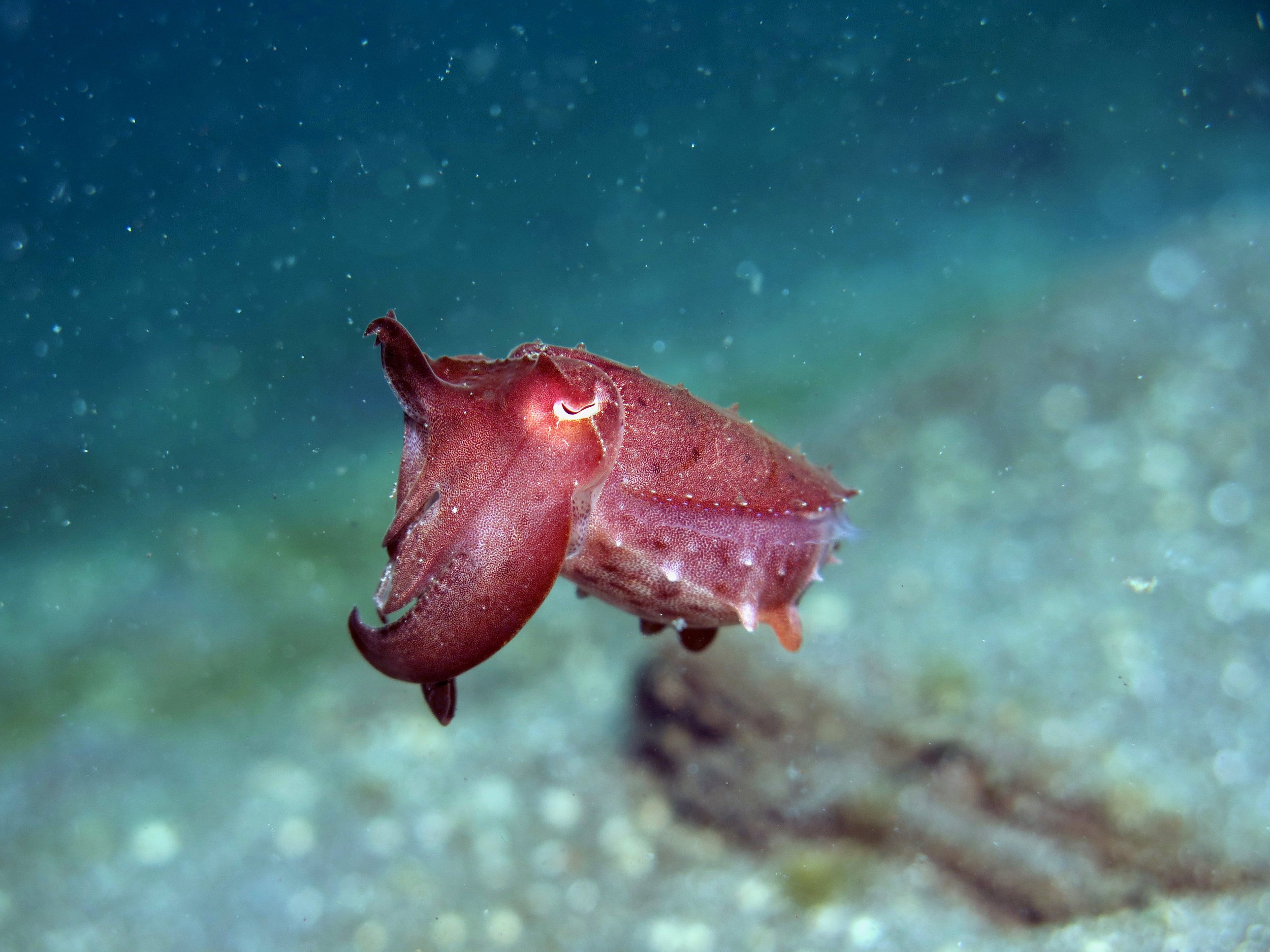 Baby Cuttlefish 