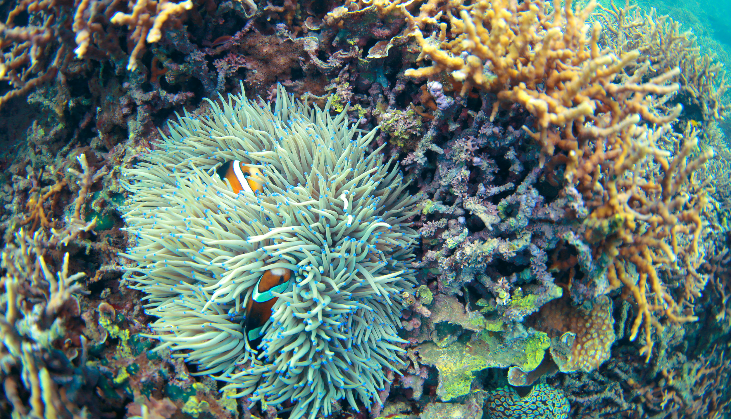 Yellowtail Clownfish Duo 
