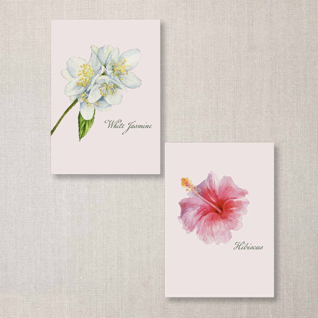 Two botanical illustrations of flowers, labeled 'White Jasmine' and 'Hibiscus' on a light background.