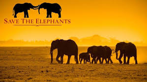 elephants.jpeg