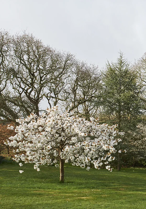 cherry tree.jpg