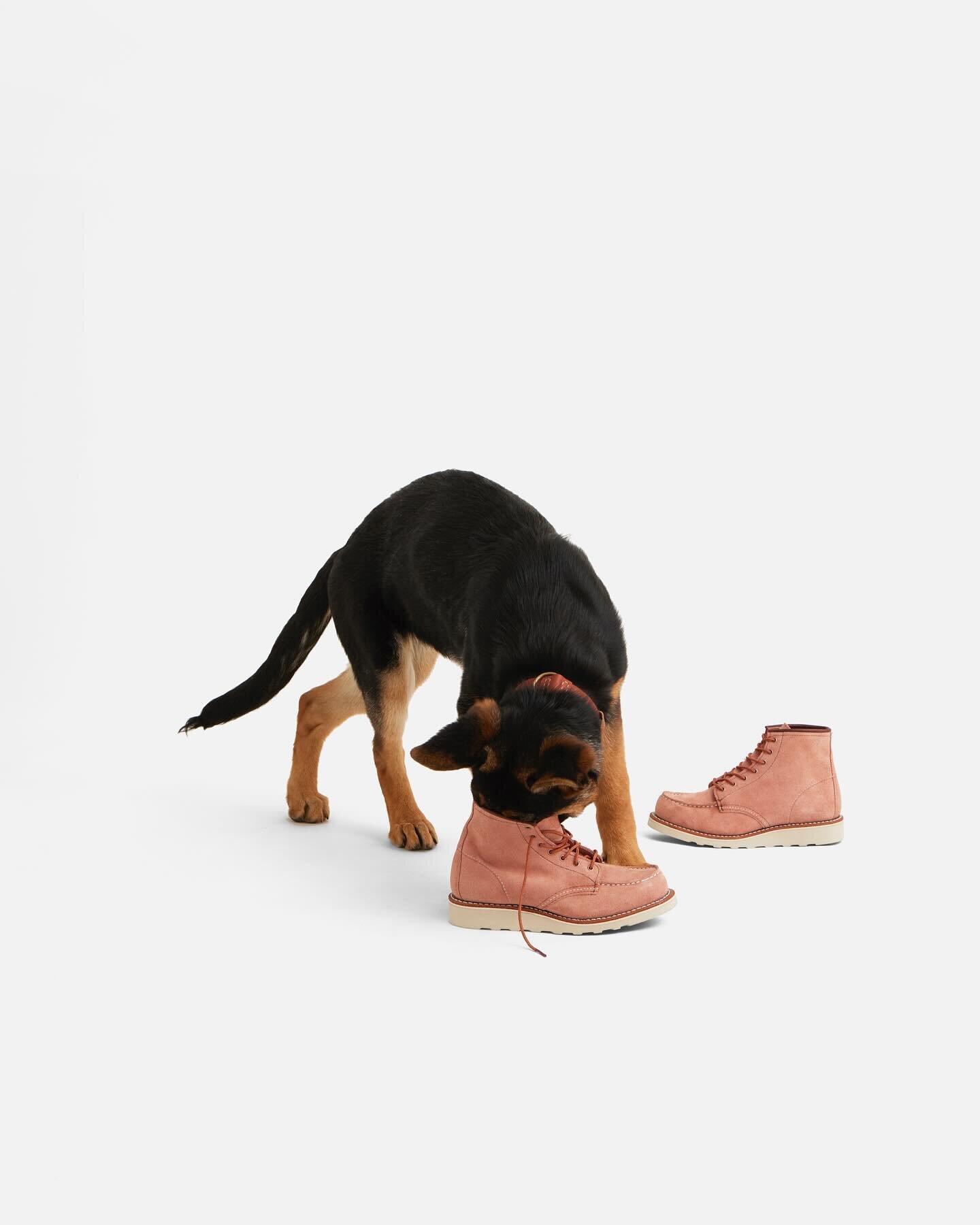 And they call it Puppy Love!

Red Wing Heritage celebrate Valentine&rsquo;s Day this year with the release of the Classic Moc Toe in Dusty Rose. 

What better way to say I love you than the gift of boots that last a lifetime?