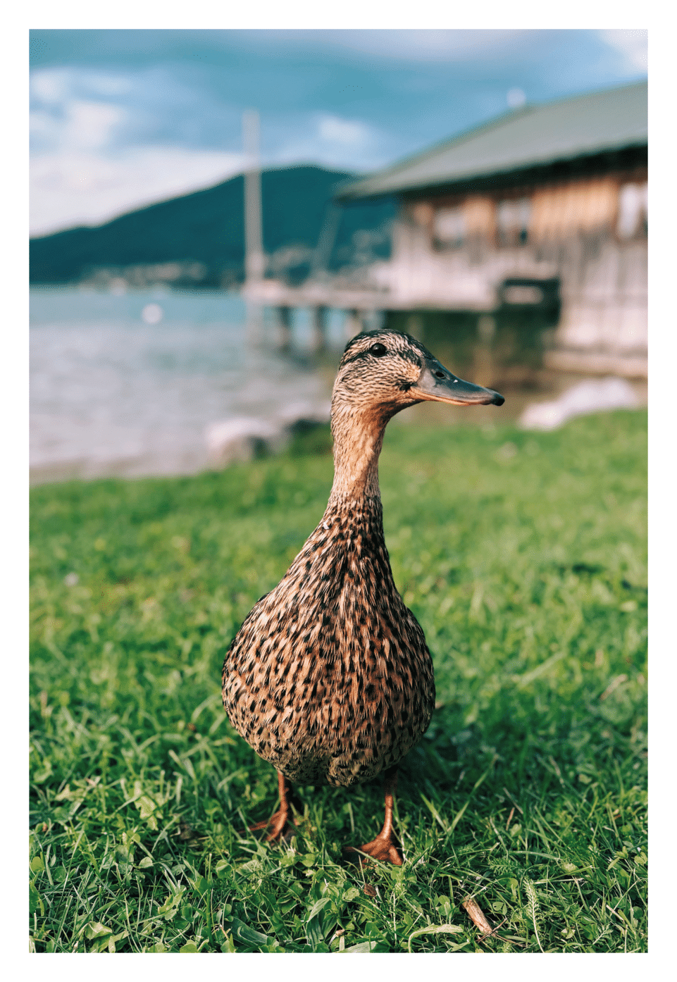 TK PK Duck-1.png