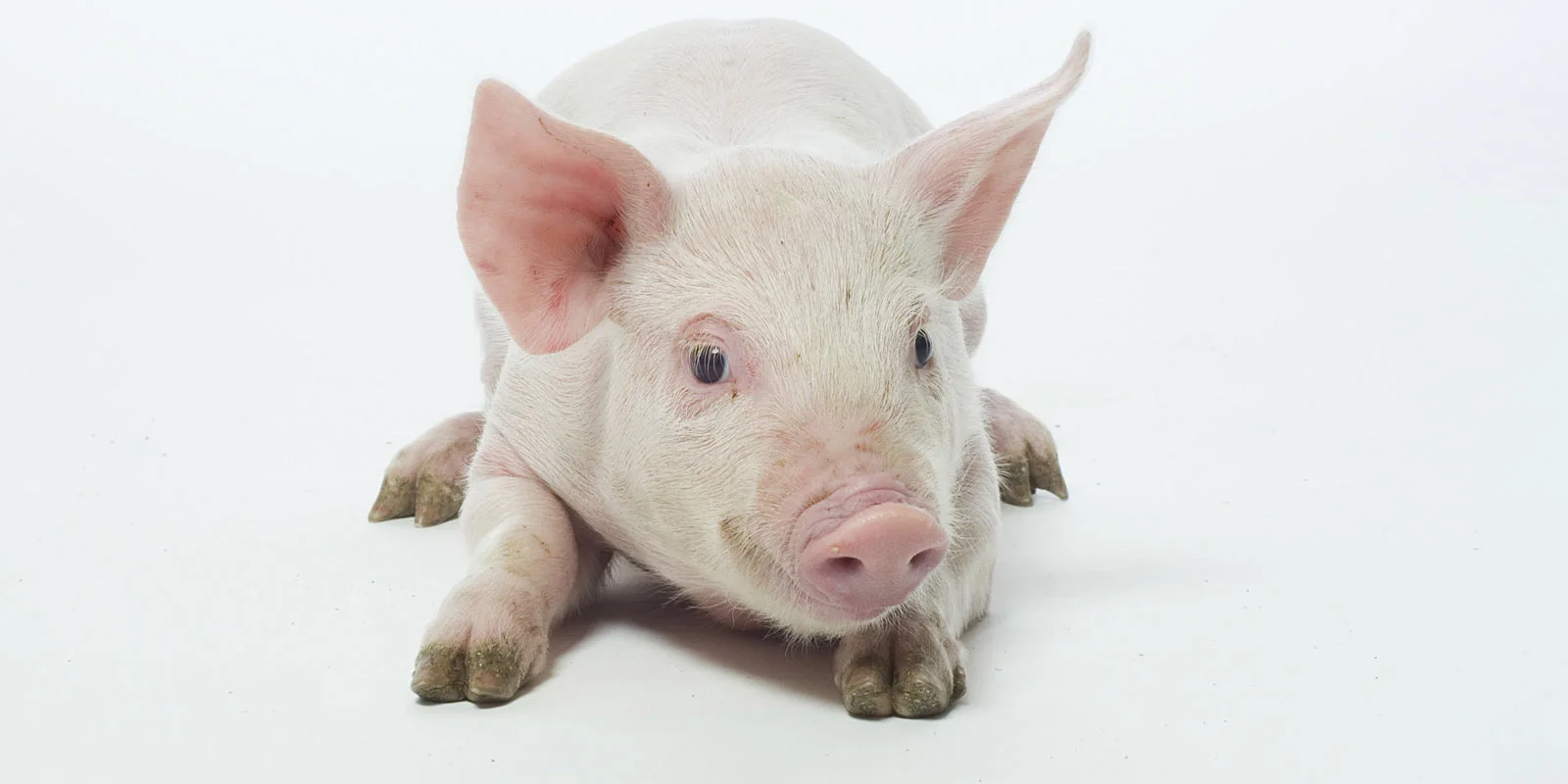 Sask Quick Facts Saskatchewan Pork Development Board