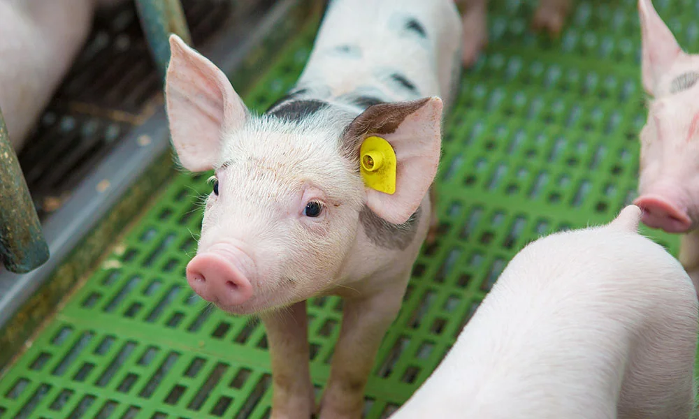 STspottedpiglet.jpg