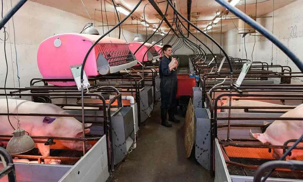 Pork From Farm to Table — Sask Pork