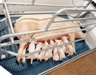 OP-PORK FARROWING CRATE PHOTO.jpg