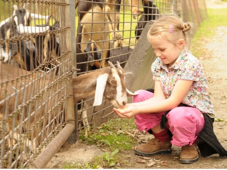 Discover the Farm: A Farm Facts Experience