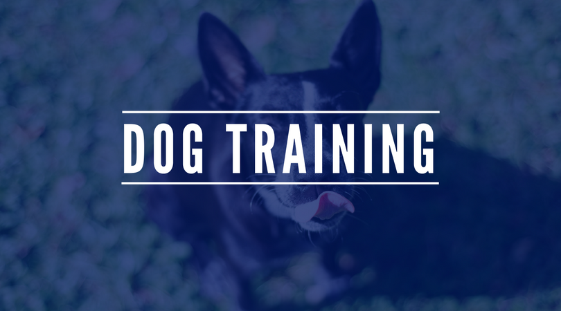 dog training companies near me