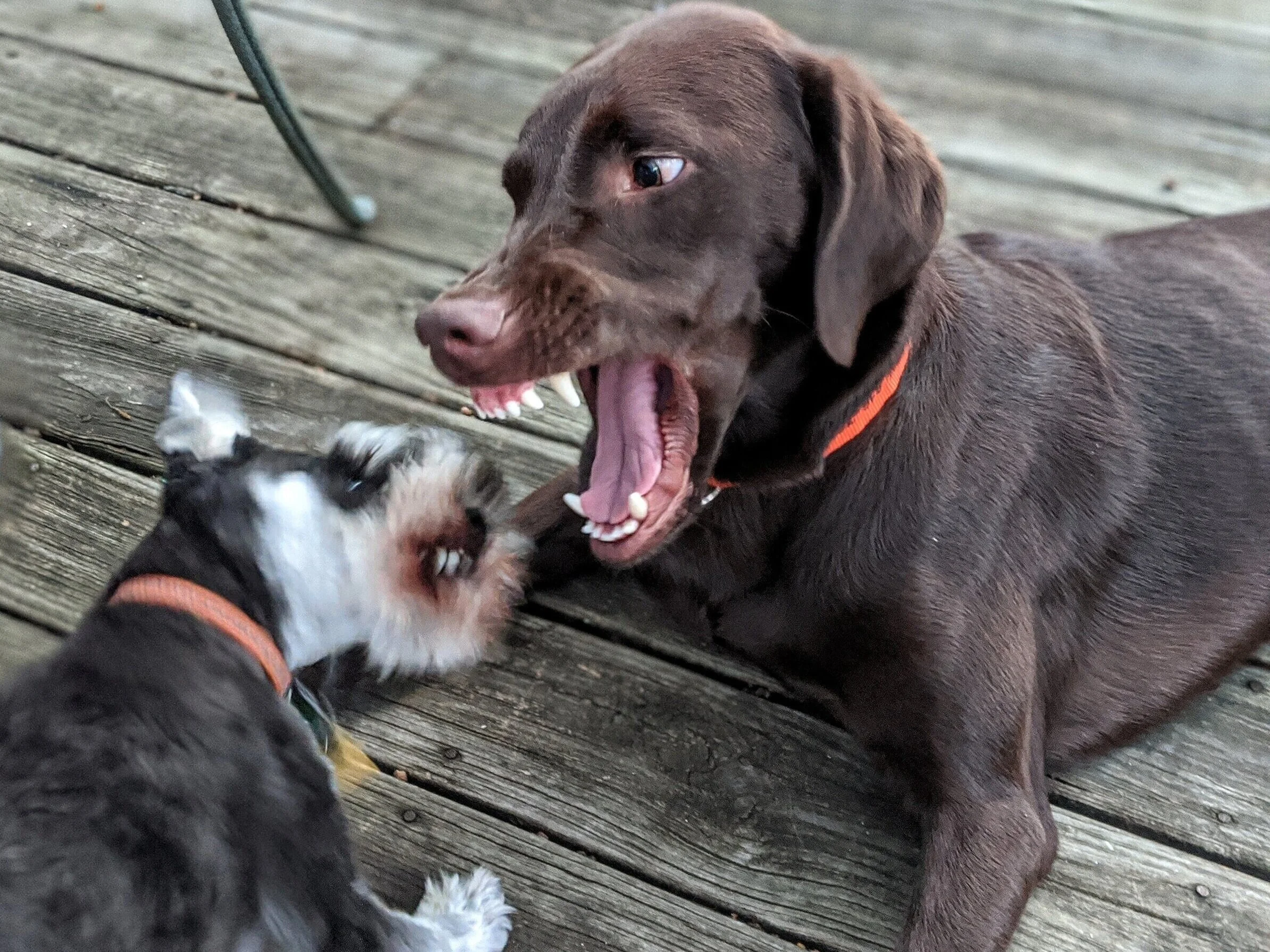 puppy play biting too hard