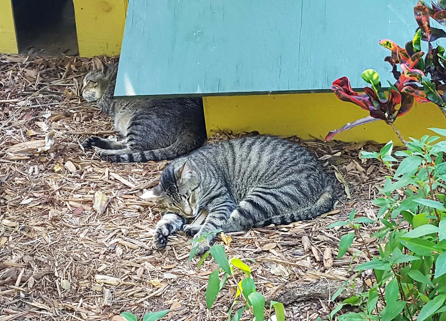 Hemingway House, Key West