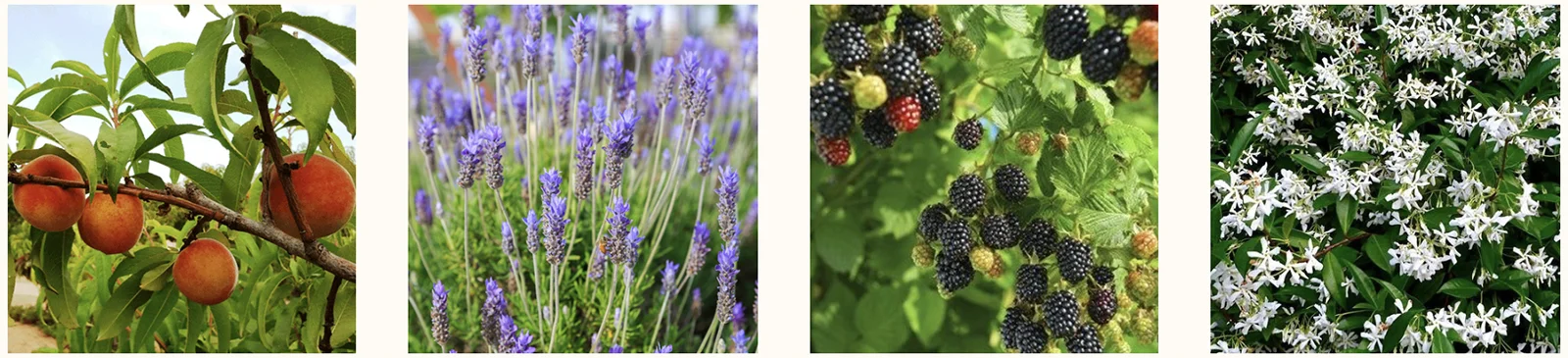 grange-plants.jpg