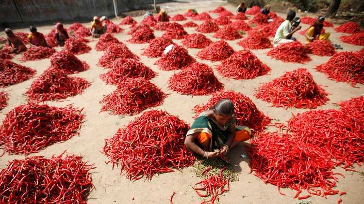 Farmers in Andhra Pradesh after the chili harvest. The Indian state wants to completely renounce pesticides by 2024. © Amit Dave/Reuters