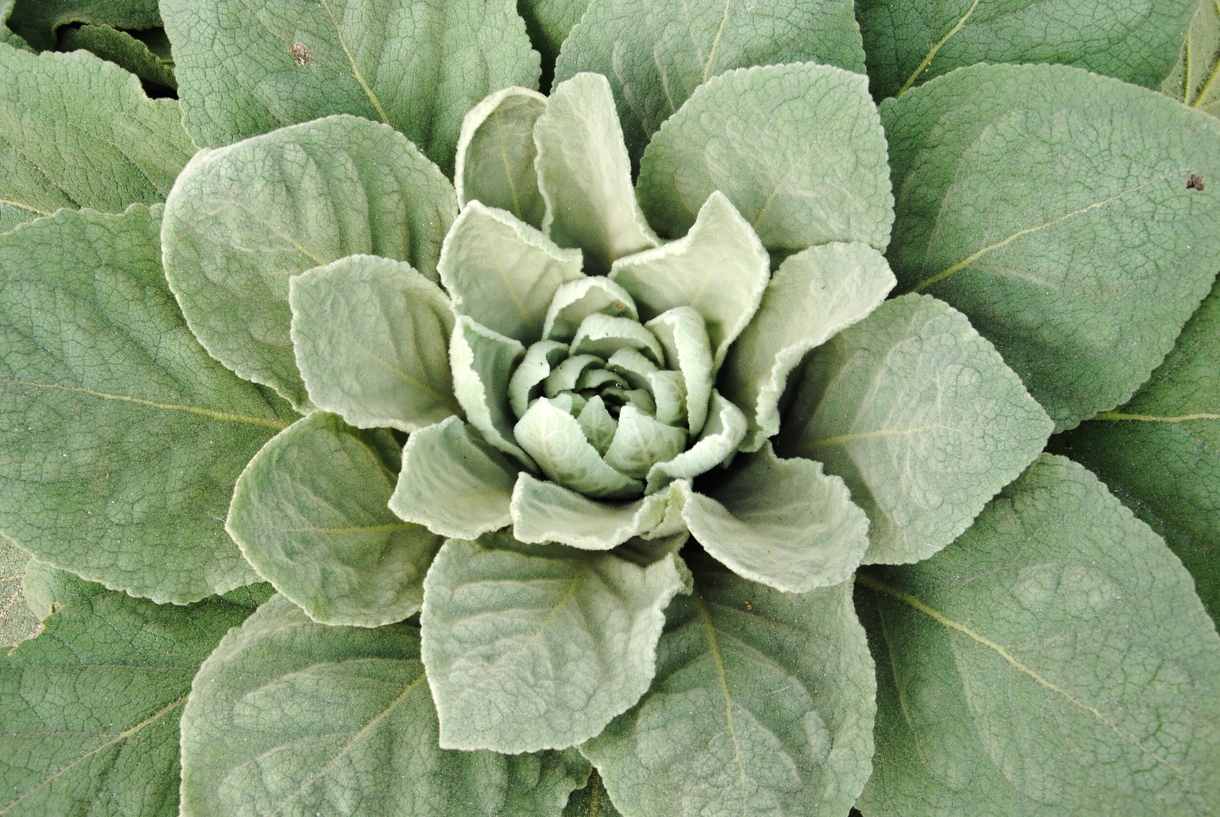 mullein leaf (verbascum thapsus) dry — kaaterskill herb exchange