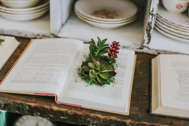 succulent1
