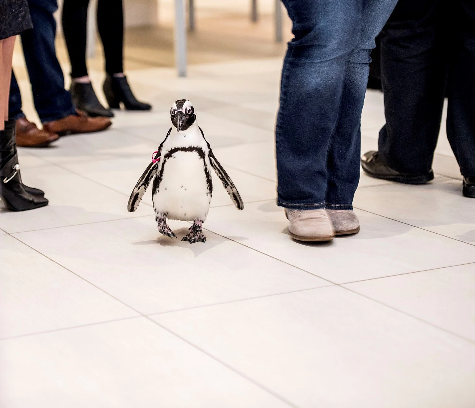 A Black &amp; White Affair