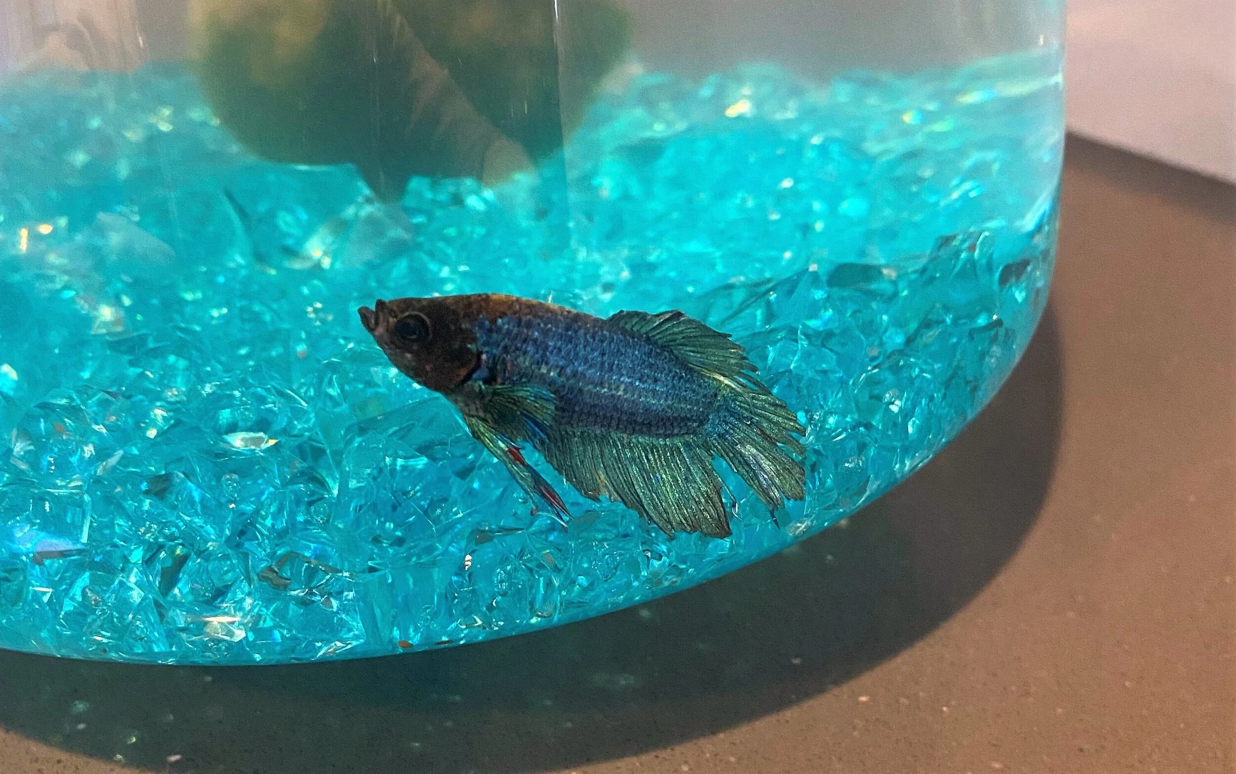 CP Community Newsletter 3.31