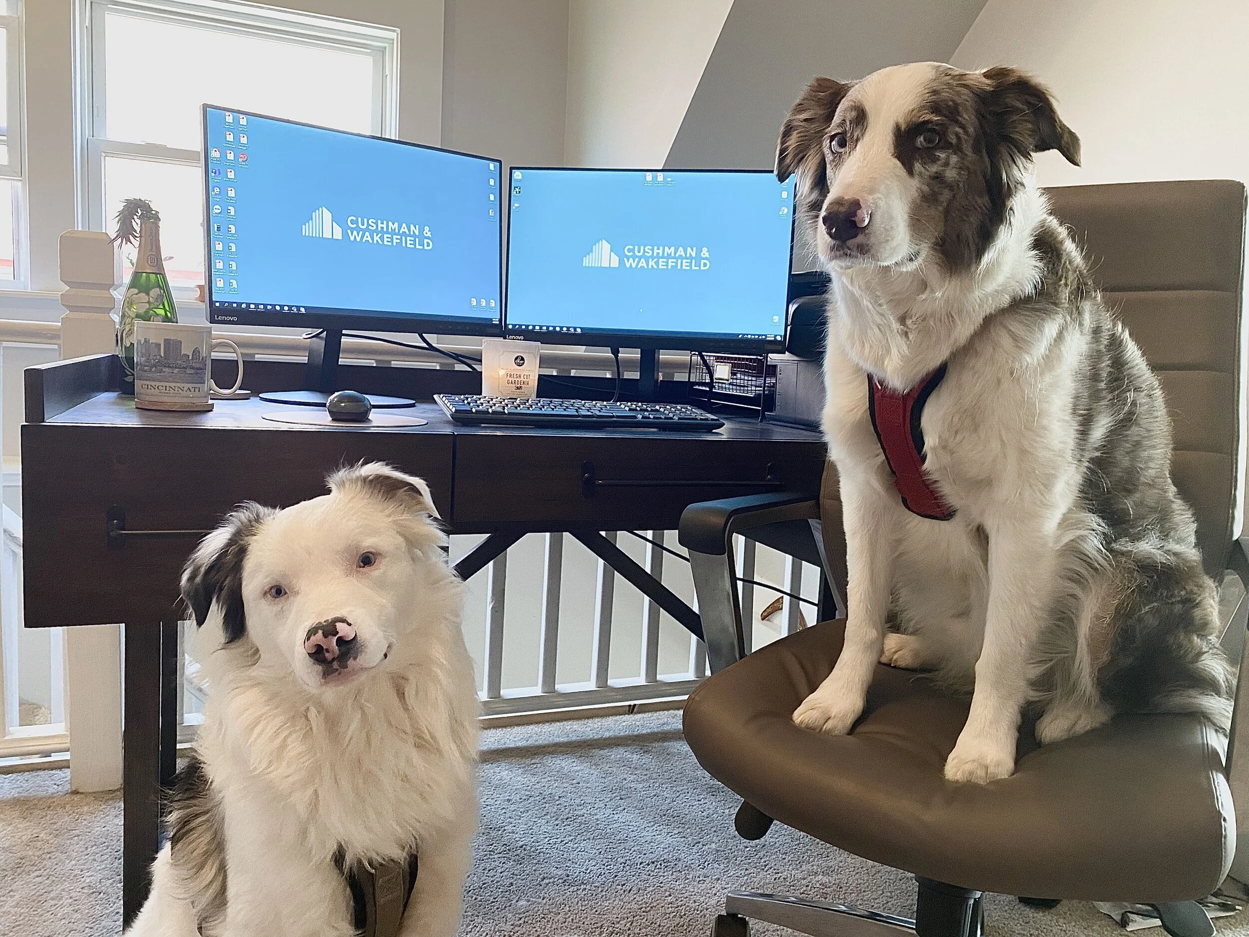 CP Community Newsletter 4.9