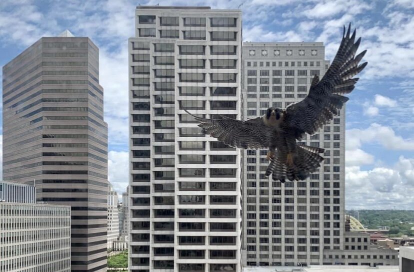 CP Community Newsletter 6.25