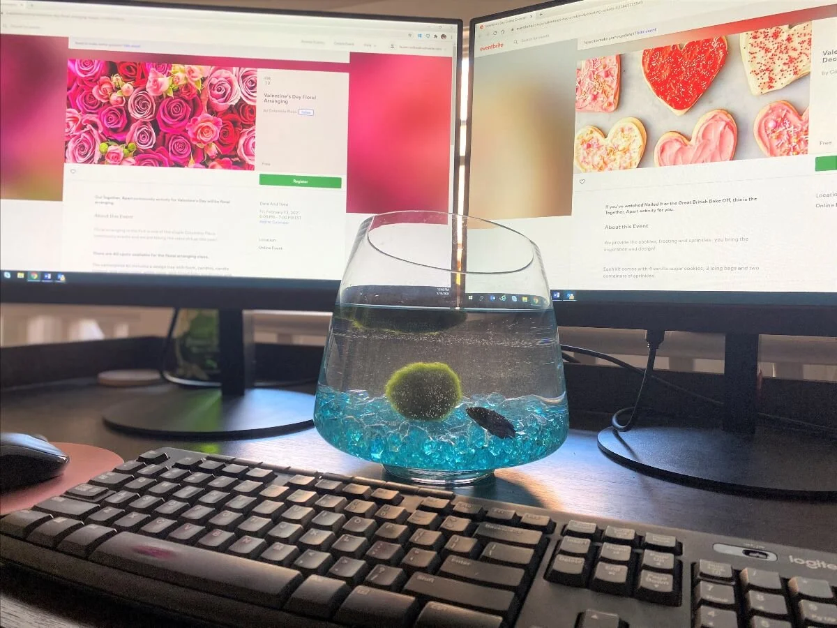 CP Community Newsletter 1.19