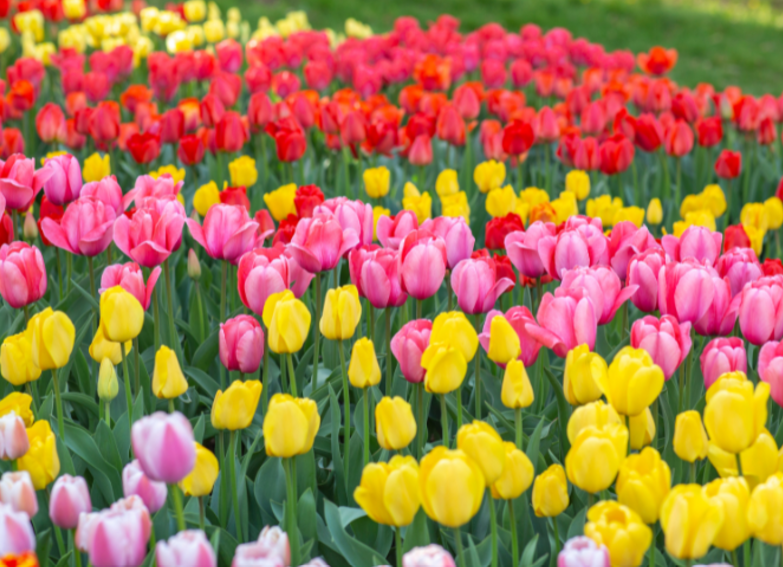 CP Community Newsletter