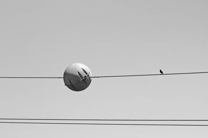 BIRD ON A WIRE - FM02