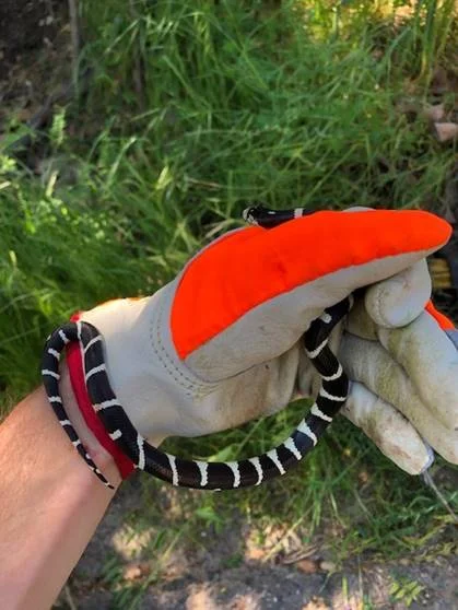 This California Kingsnake was found and released at Montana de Oro State Park on April 13. Photo by Brad Opstad.