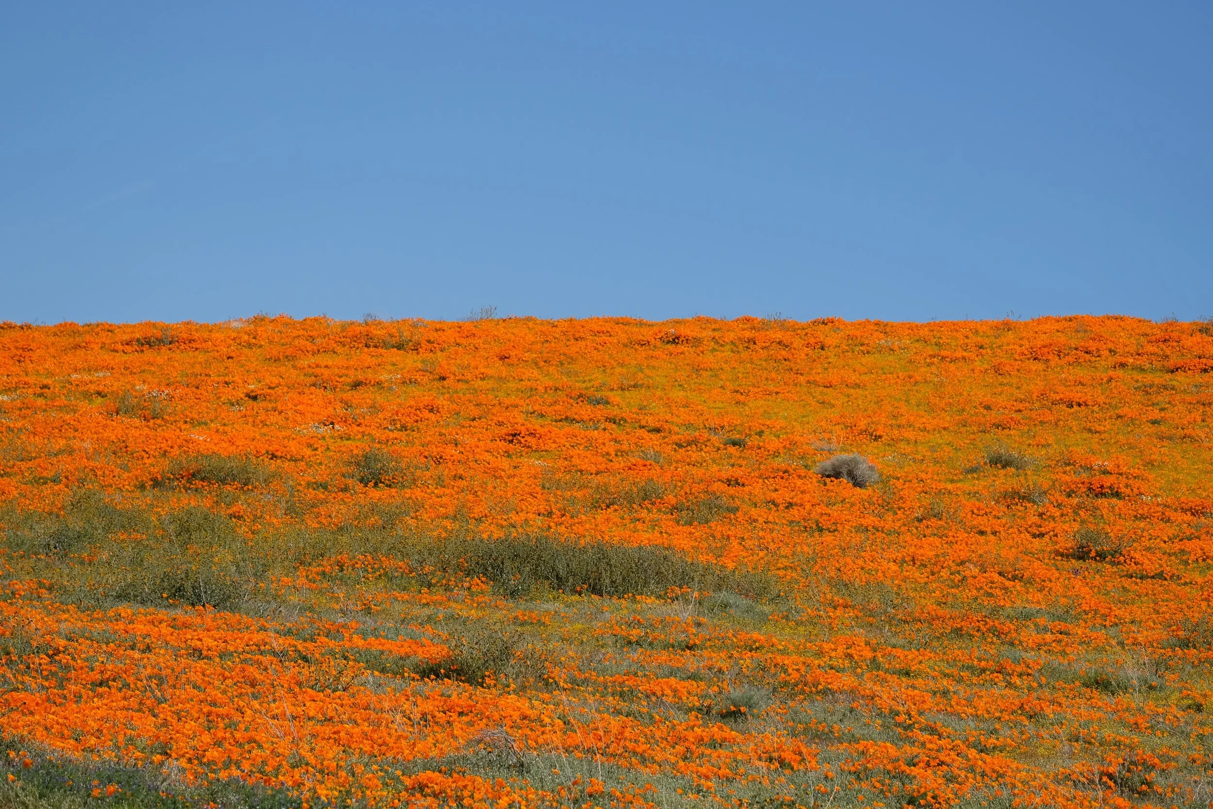 Wildlife Viewing Through The Seasons