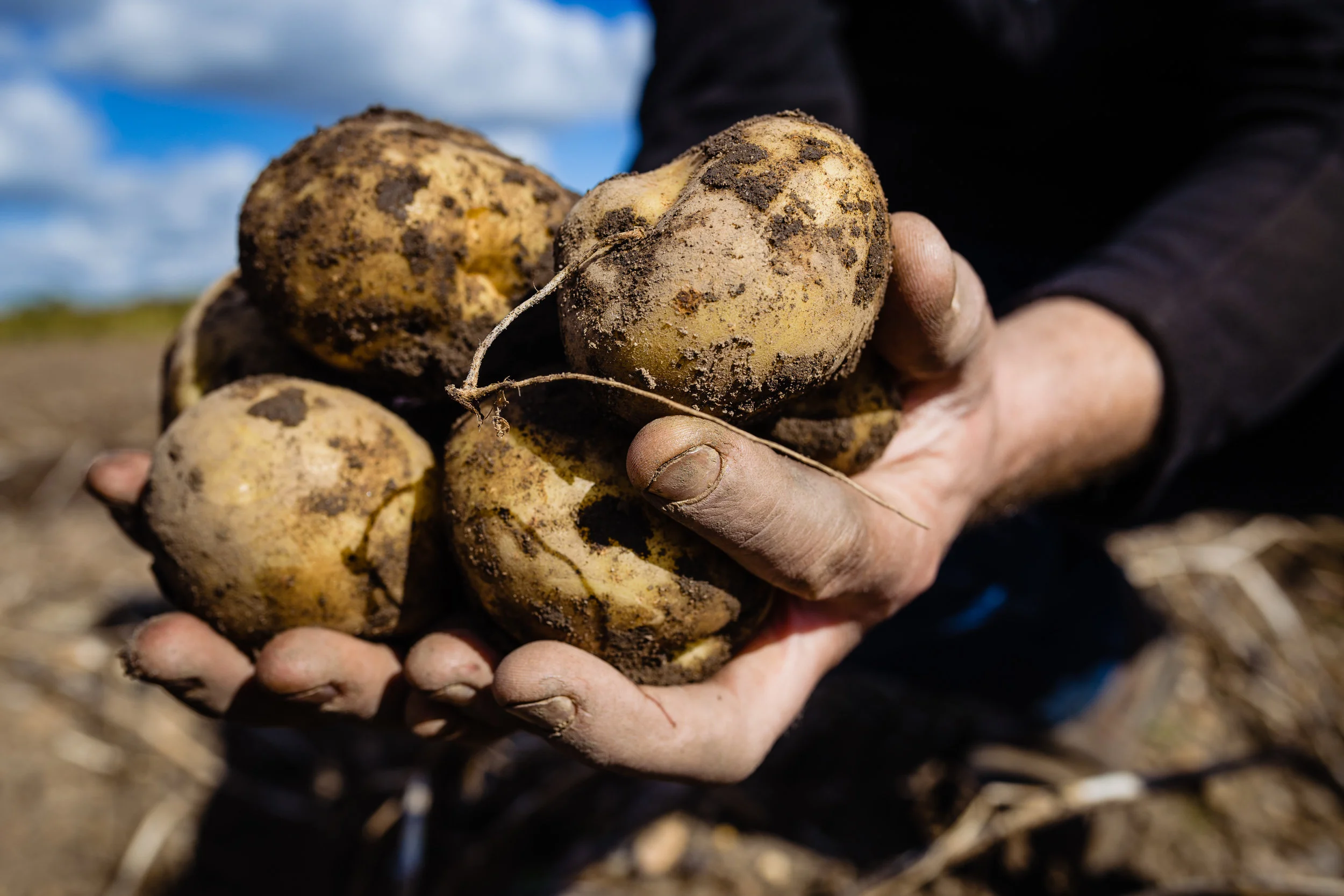 Tayto_Potato_Harvest_September2018-279.jpg