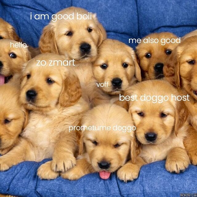 🐕HUNDQUIZ I LANDSKAMPEN🐕
Nu får ni läsa på om hundraser!!! Tagga någon som borde spela! I kvällens landskamp kommer vi efterfråga 11 hundraser.
🐕
Bilden är en ledtråd till kvällens andra fråga... vad är det egentligen för gullig hundra