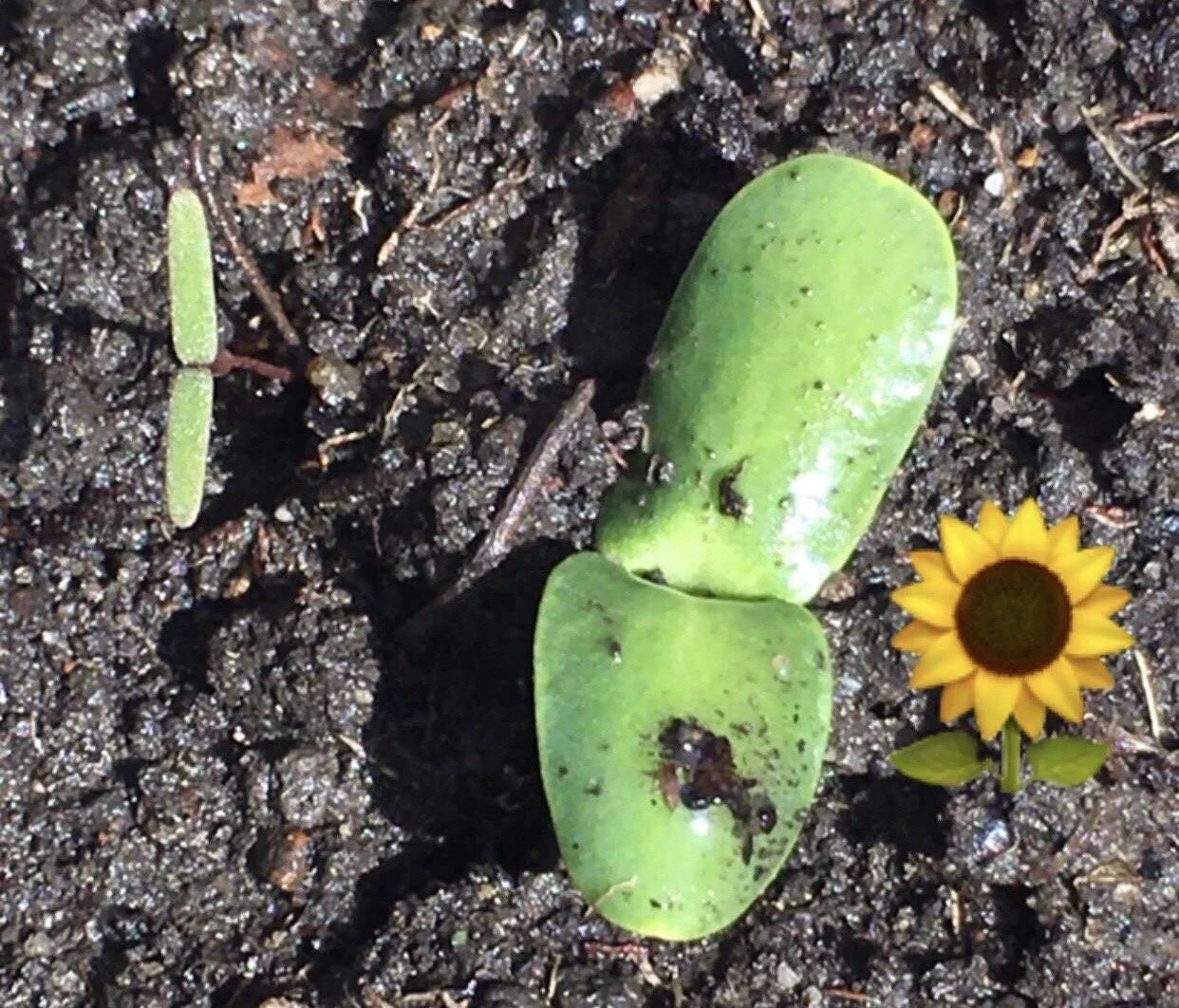 A cloud of mystery, a cloud of wonder, and sometimes a cloud of awe!