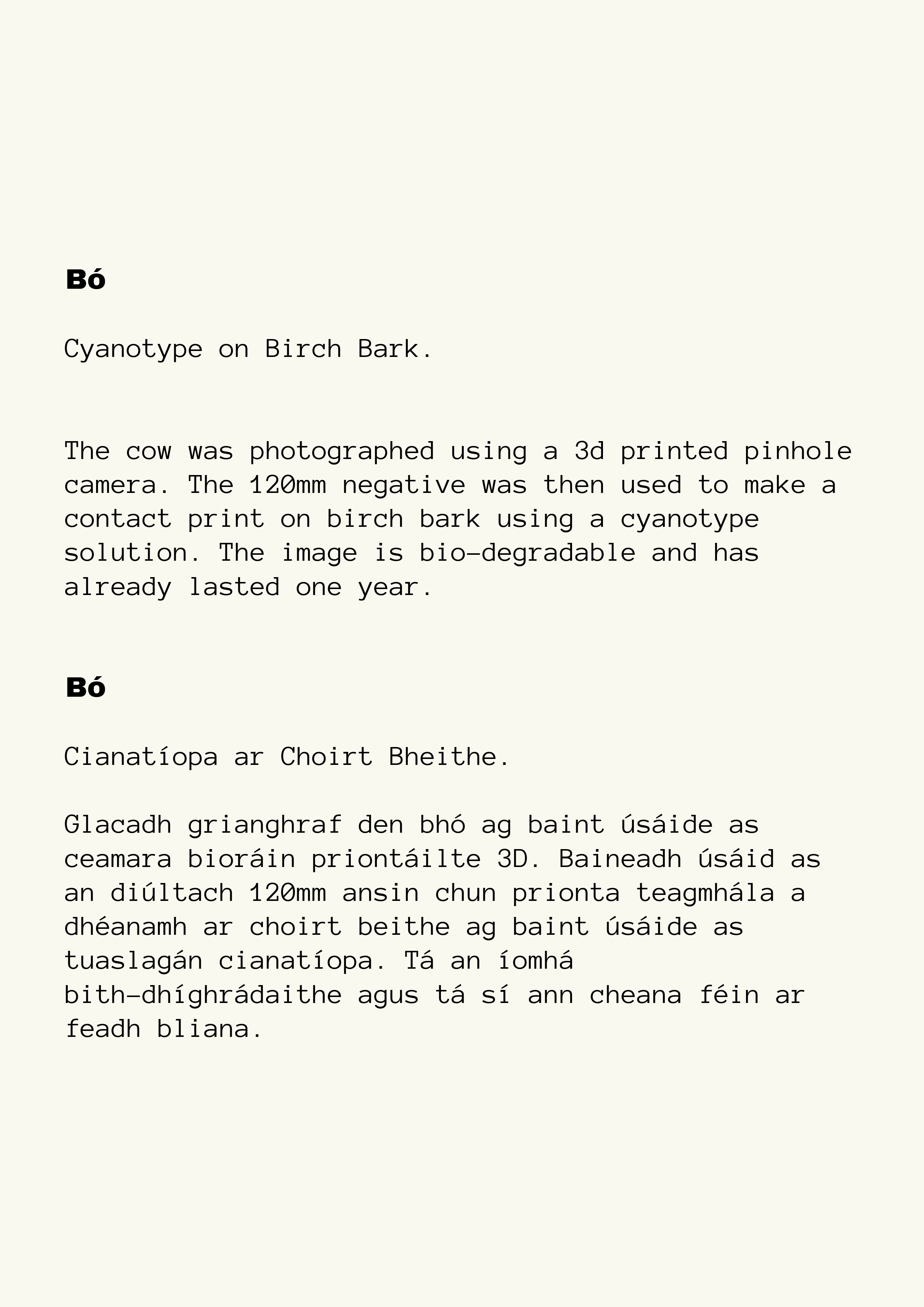 Text in English and Irish about cyanotype on birch bark, featuring a description of a photograph of a cow taken with a 3D printed pinhole camera and cyanotype solution. The description explains the process and bio-degradable nature of the image.