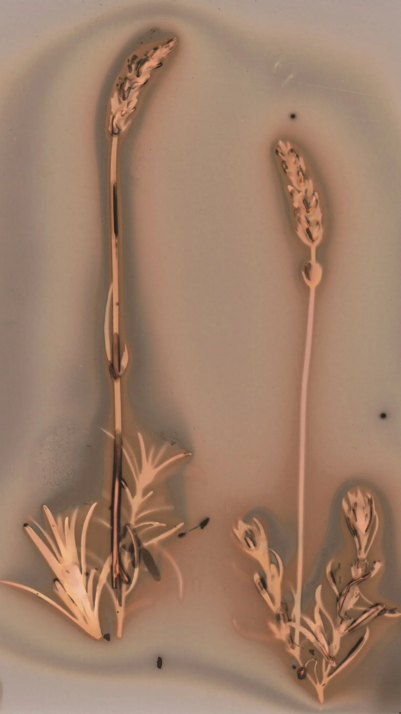 Julie Corcoran Lumen Print 1.jpg