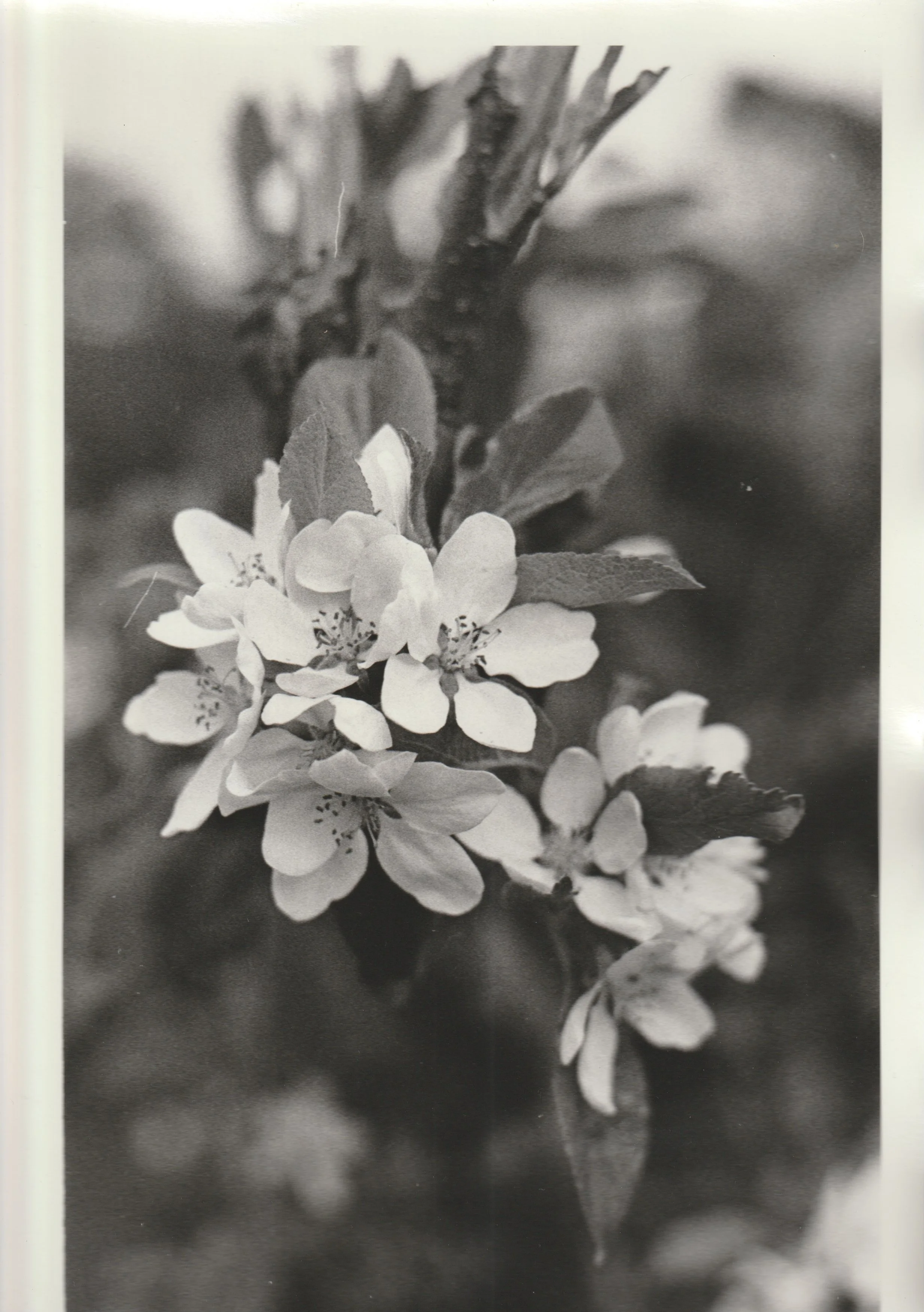 Julie Corcoran FB Prints.jpeg