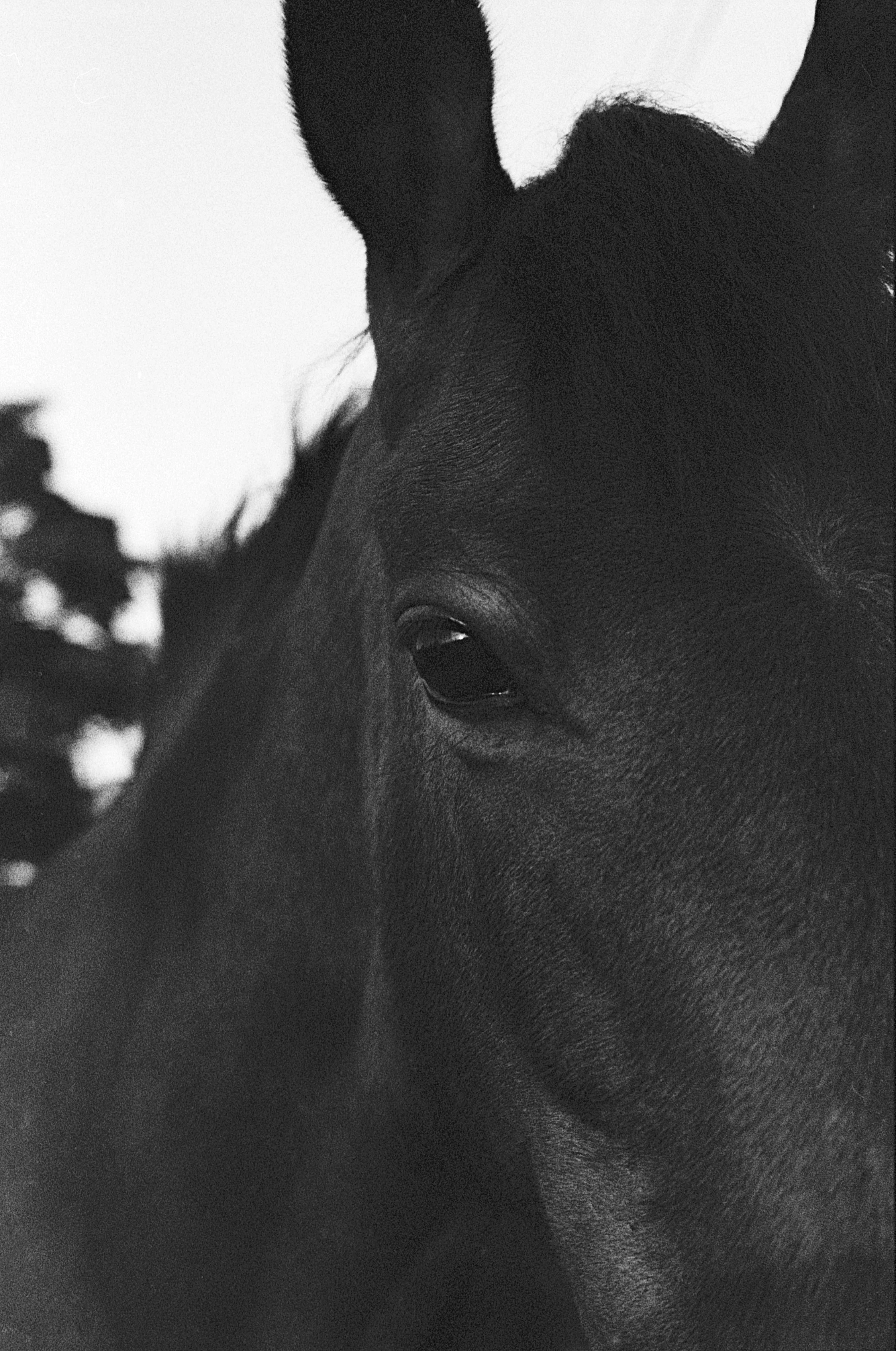 Horse2.jpg
