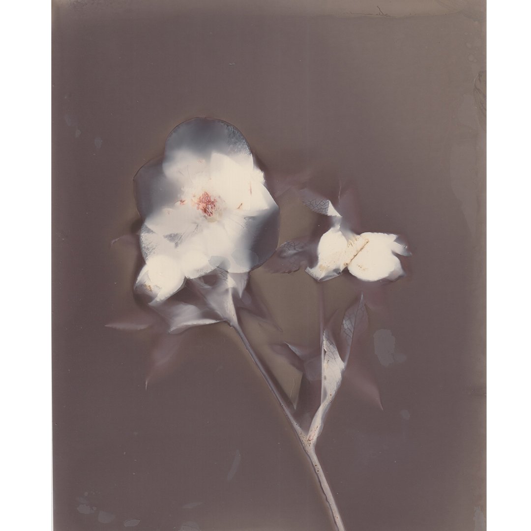 Lumen print of a Hellebore by Julie Corcoran