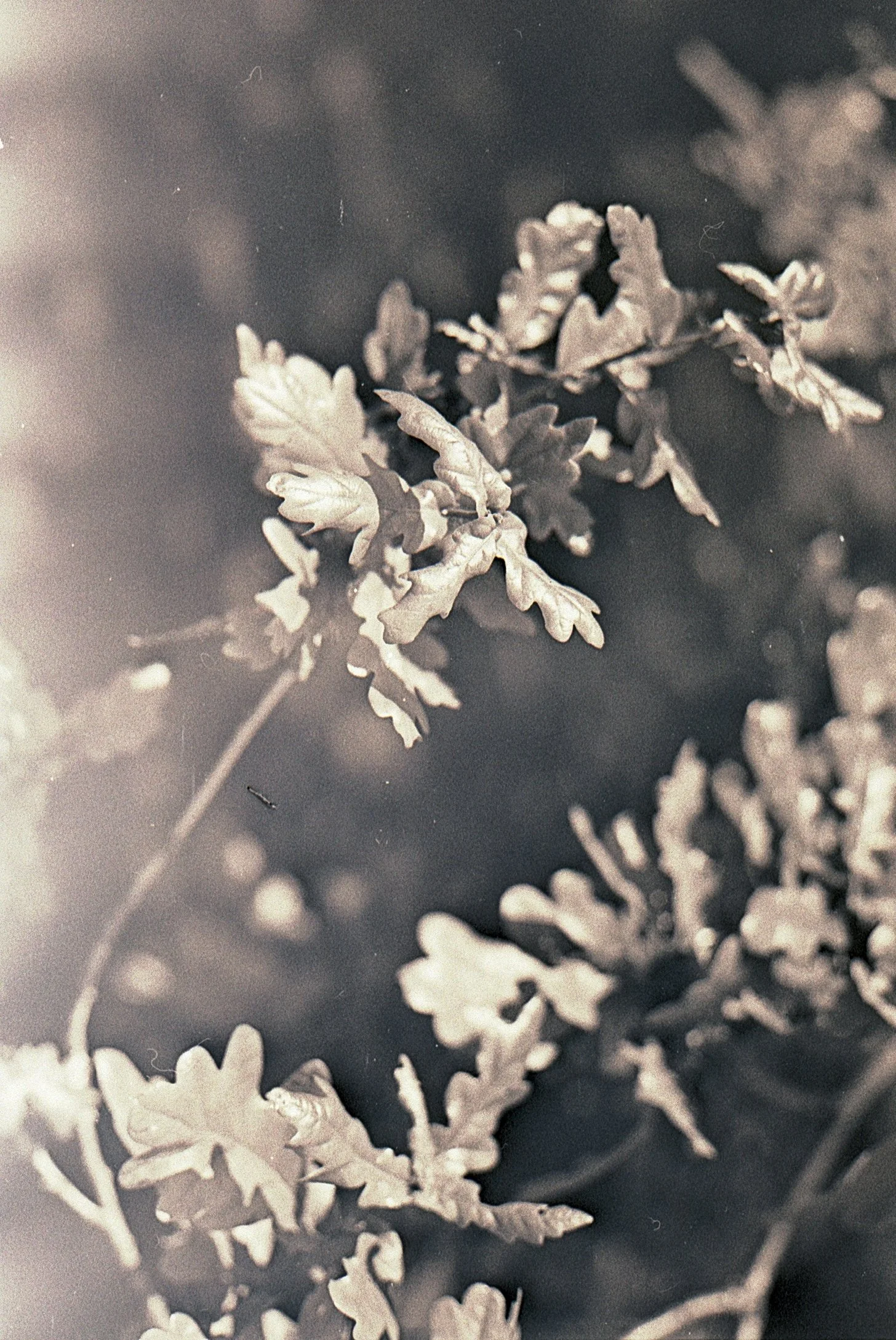 Image 1.jpg