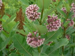 Common+Milkweed.jpg