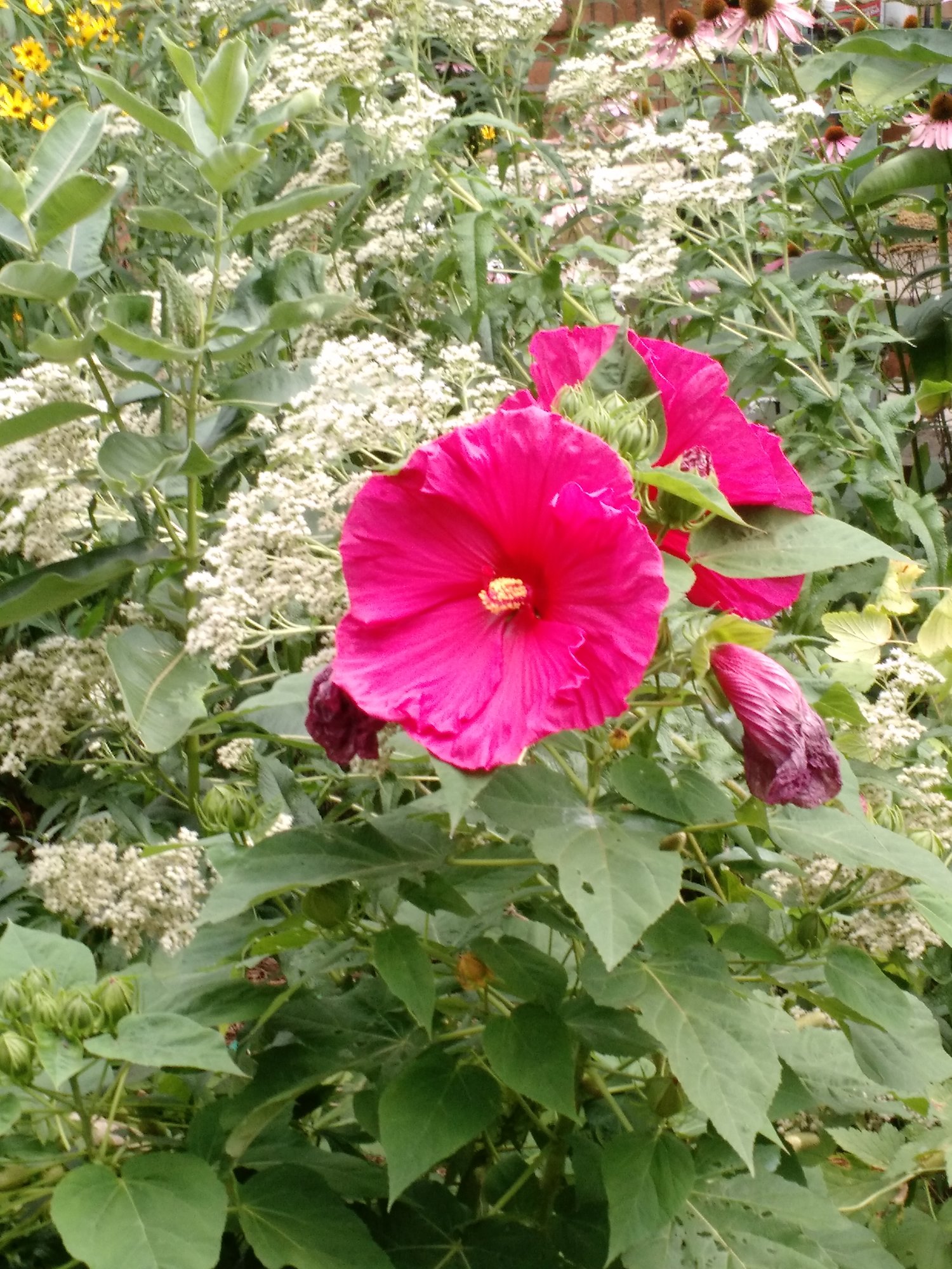 Hibiscus.jpg