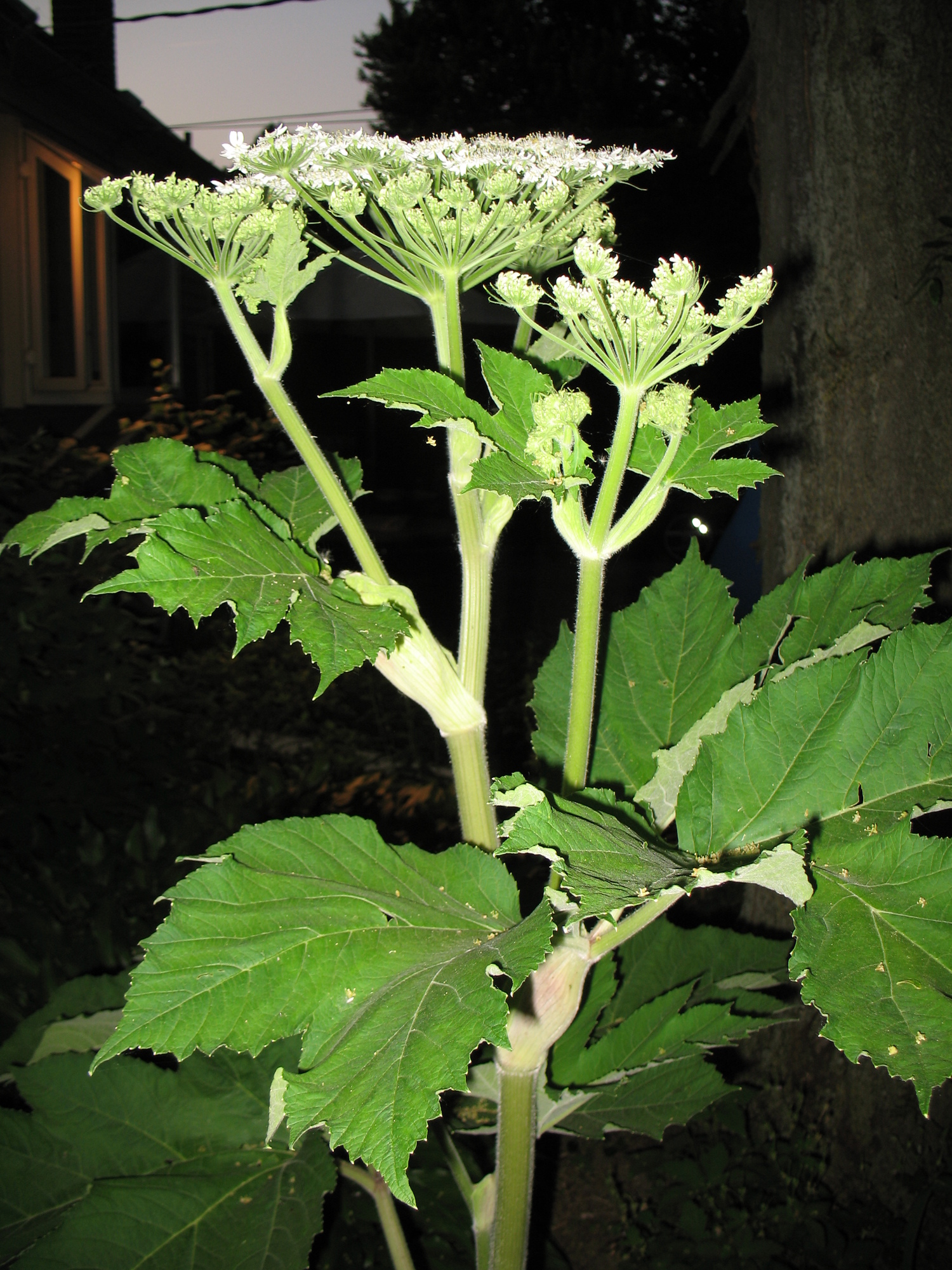 Cow+Parsnip1.JPG