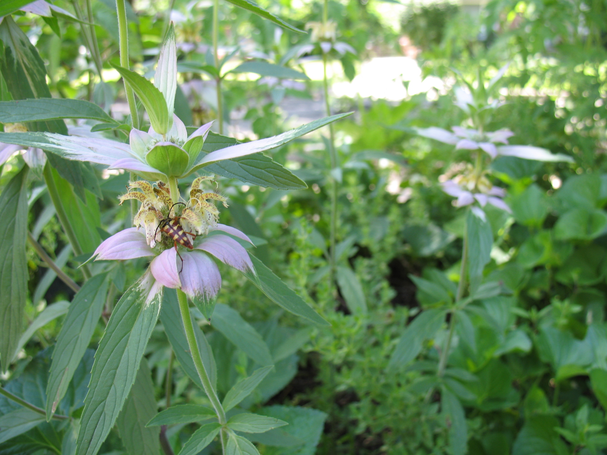 Horsemint.JPG