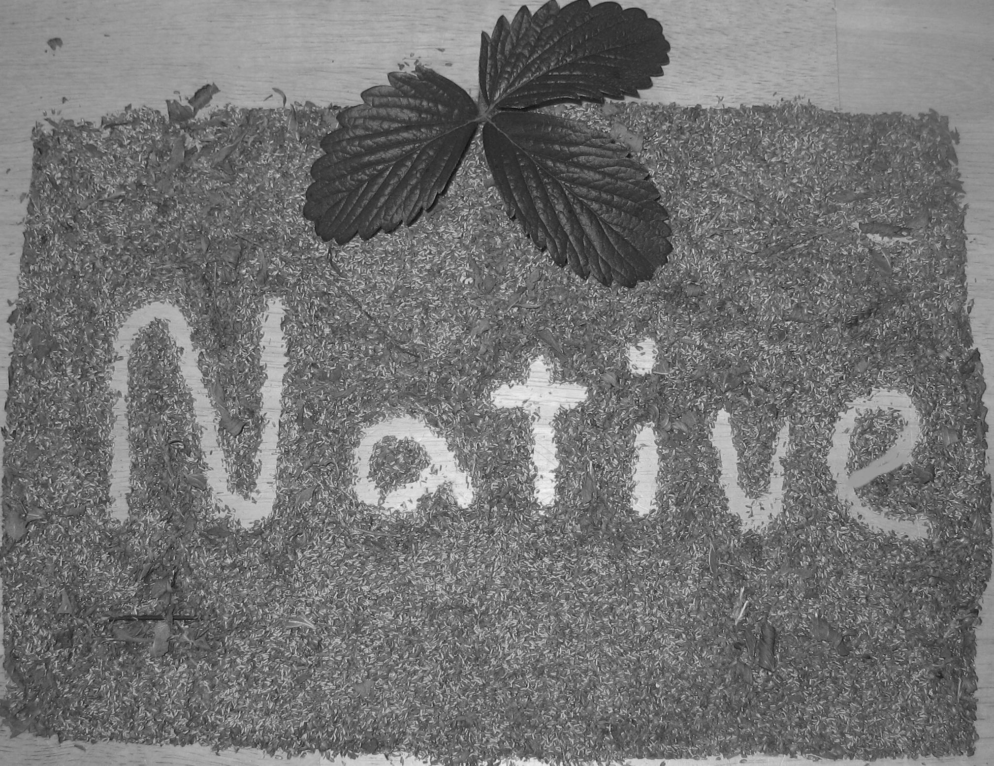 Native+with+seeds++BW.jpg