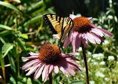 Purple+Coneflower.jpg