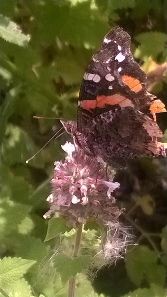 Red+Admril+Butterfly.jpg