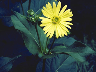 The hallow area where the leaves attach to the stem form a "cup" that holds water for thirsty visitors!