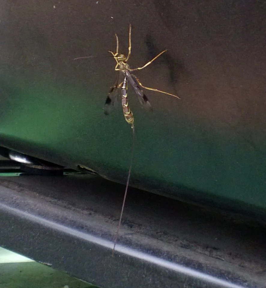 Giant Ichneumon requires American Beech trees to breed