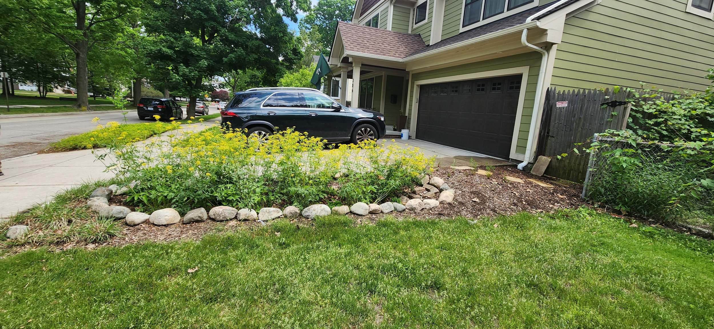 Rain garden year 2