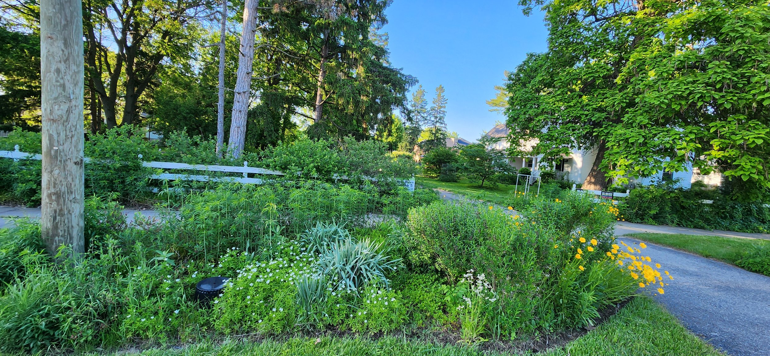 Berm planting to clean runoff